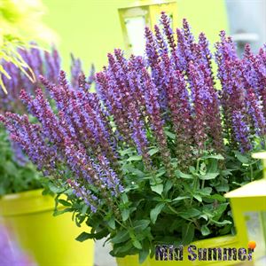 Afbeelding van VP Salvia Nemerosa P19 Violet